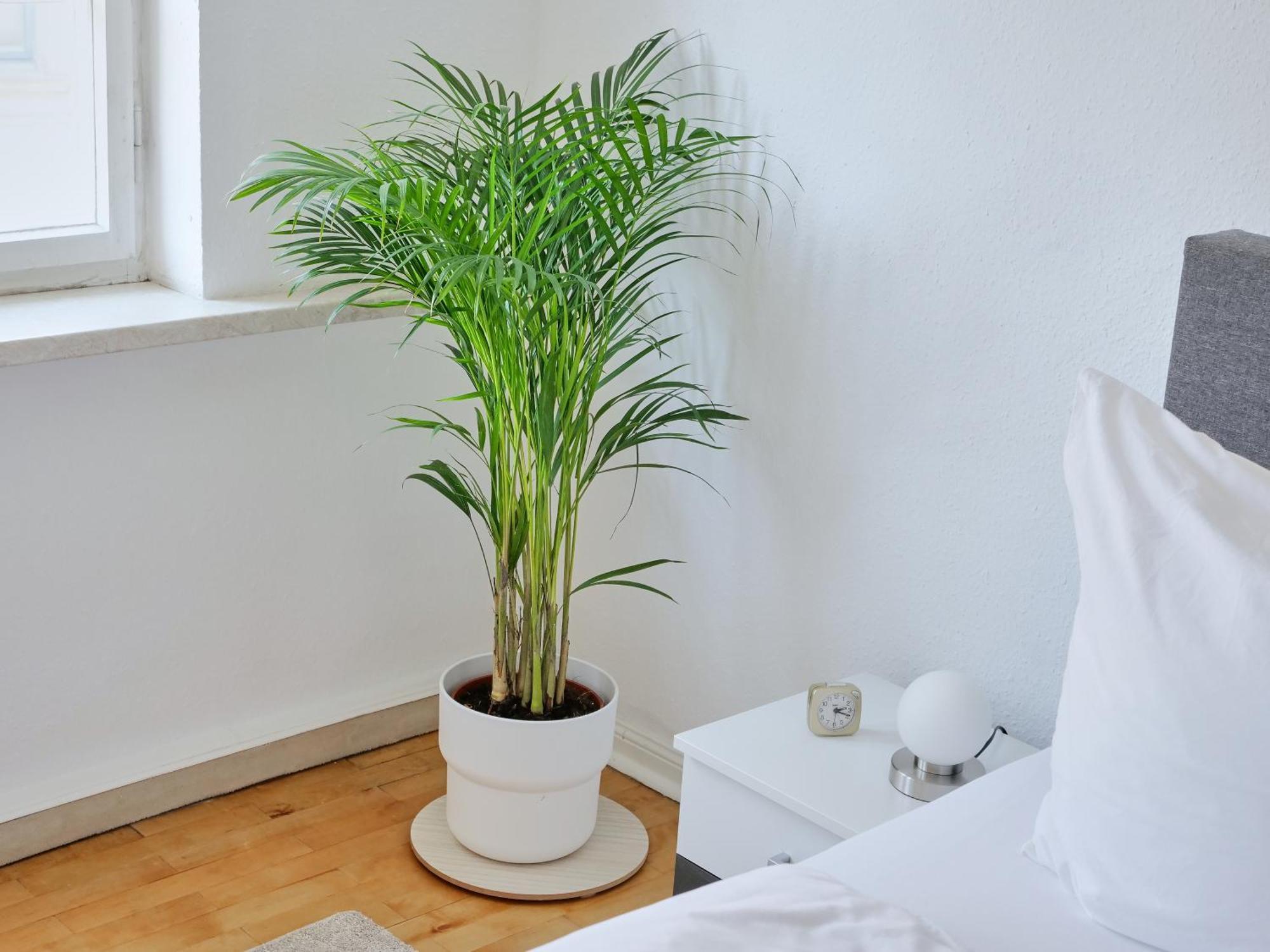 Dom Iii - Domplatz Appartement Erfurt